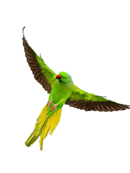 oiseaux